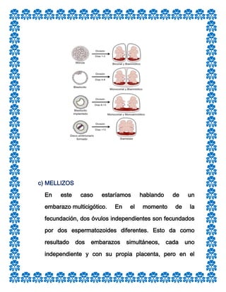 c) MELLIZOS
En

este

caso

estaríamos

embarazo multicigótico.

En

el

hablando

de

momento

de

un
la

fecundación, dos óvulos independientes son fecundados
por dos espermatozoides diferentes. Esto da como
resultado

dos

embarazos

simultáneos,

cada

uno

independiente y con su propia placenta, pero en el

 