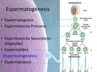 Espermatogénesis
• Espermatogonia
• Espermatocito Primario
• Espermatocito Secundario
(Haploide)
• Espermátides
(Espermatogénesis)
• Espermatozoos
 