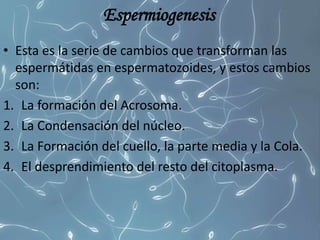 Espermiogenesis
• Esta es la serie de cambios que transforman las
espermátidas en espermatozoides, y estos cambios
son:
1. La formación del Acrosoma.
2. La Condensación del núcleo.
3. La Formación del cuello, la parte media y la Cola.
4. El desprendimiento del resto del citoplasma.
 