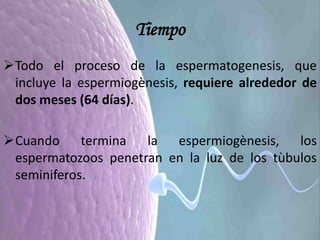 Tiempo
Todo el proceso de la espermatogenesis, que
incluye la espermiogènesis, requiere alrededor de
dos meses (64 días).
Cuando termina la espermiogènesis, los
espermatozoos penetran en la luz de los tùbulos
seminiferos.
 