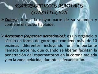 ESPERMATOZOOS MADUROS
CONSTITUCIÓN
Cabeza: forma la mayor parte de su volumen y
contiene el núcleo haploide.
Acrosoma (caperosa acrosómica): es un organelo o
sáculo en forma de gorro que contiene más de 10
enzimas diferentes incluyendo una importante
llamada acrosina, que cuando se liberan facilitan la
penetración del espermatozoo en la corona radiada
y en la zona pelúcida, durante la fecundación.
 