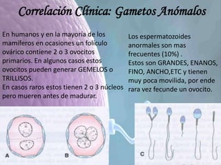Correlación Clínica: Gametos Anómalos
En humanos y en la mayoría de los
mamíferos en ocasiones un folículo
ovárico contiene 2 o 3 ovocitos
primarios. En algunos casos estos
ovocitos pueden generar GEMELOS o
TRILLISOS.
En casos raros estos tienen 2 o 3 núcleos
pero mueren antes de madurar.
Los espermatozoides
anormales son mas
frecuentes (10%) .
Estos son GRANDES, ENANOS,
FINO, ANCHO,ETC y tienen
muy poca movilida, por ende
rara vez fecunde un ovocito.
 