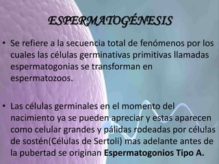 ESPERMATOGÉNESIS
• Se refiere a la secuencia total de fenómenos por los
cuales las células germinativas primitivas llamadas
espermatogonias se transforman en
espermatozoos.
• Las células germinales en el momento del
nacimiento ya se pueden apreciar y estas aparecen
como celular grandes y pálidas rodeadas por células
de sostén(Células de Sertoli) mas adelante antes de
la pubertad se originan Espermatogonios Tipo A.
 