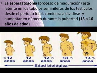 • La espergatogonia (proceso de maduración) está
latente en los túbulos seminíferos de los testículos
desde el periodo fetal, comienza a dividirse y
aumentar en número durante la pubertad (13 a 16
años de edad)
 