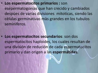 • Los espermatocitos primarios : son
esepermatogonias que han crecido y cambiados
despúes de varias divisiones mitoticas, siendo las
cèlulas germinativas màs grandes en los tubulos
seminiferos.
• Los espermatocitos secundarios: son dos
espermatocitos haploides, los cuales resultan de
una división de redución de cada espermatocitos
primario y dan origen a las espermátidas.
 