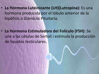 • La Hormona Luteinizante (LH)(Lutropina): Es una
hormona producida por el lóbulo anterior de la
hipófisis o Glándula Pituitaria.
• La Hormona Estimuladora del Folículo (FSH): Se
une a las células de Sertoli i estimula la producción
de líquidos testiculares.
 