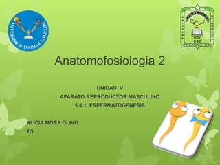 Anatomofosiologia 2
UNIDAD V
APARATO REPRODUCTOR MASCULINO
5.4.1 ESPERMATOGENESIS
ALICIA MORA OLIVO
2G
 