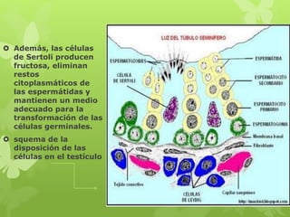  Además, las células
de Sertoli producen
fructosa, eliminan
restos
citoplasmáticos de
las espermátidas y
mantienen un medio
adecuado para la
transformación de las
células germinales.
 squema de la
disposición de las
células en el testículo
 