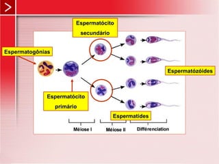 Espermatócito
secundário
Espermatides
Espermatózóides
Espermatogônias
Espermatócito
primário
 