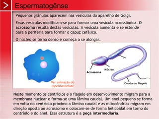 Espermatogênse
Pequenos grânulos aparecem nas vesículas do aparelho de Golgi.
Essas vesículas modificam-se para formar uma vesícula acrossômica. O
acrossomo resulta destas vesículas. A vesícula aumenta e se estende
para a periferia para formar o capuz cefálico.
O núcleo se torna denso e começa a se alongar.
Neste momento os centríolos e o flagelo em desenvolvimento migram para a
membrana nuclear e forma-se uma lâmina caudal. Um anel pequeno se forma
em volta do centríolo próximo a lâmina caudal e as mitocôndrias migram em
direção oposta ao acrossomo e colocam-se de forma helicoidal em torno do
centríolo e do anel. Essa estrutura é a peça intermediária.
Ver animação do
espermatozóide
 
