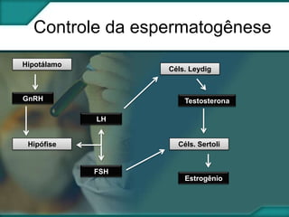 Controle da espermatogênese
Hipotálamo

Céls. Leydig

GnRH

Testosterona
LH

Hipófise

Céls. Sertoli

FSH

Estrogênio

 