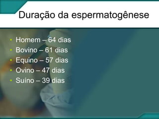 Duração da espermatogênese
•
•
•
•
•

Homem – 64 dias
Bovino – 61 dias
Equino – 57 dias
Ovino – 47 dias
Suíno – 39 dias

 