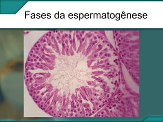 Fases da espermatogênese

 