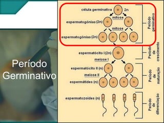Período
Germinativo

 