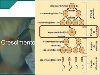 Crescimento

 