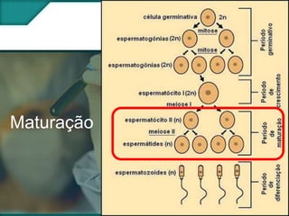 Maturação

 