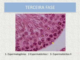 1- Espermatogônias 2-Espermatócitos I 3- Espermatócitos II
TERCEIRA FASE
 