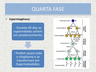 • Espermiogênese;
QUARTA FASE
- Durante 40 dias as
espermátides sofrem
um amadurecimento;
- Perdem quase todo
o citoplasma e se
transformam em
Espermatozóides;
 