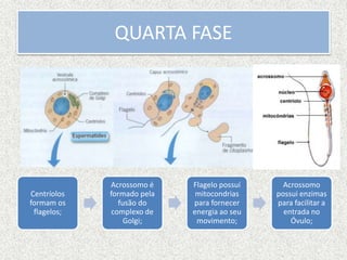 Centríolos
formam os
flagelos;
Acrossomo é
formado pela
fusão do
complexo de
Golgi;
Flagelo possuí
mitocondrias
para fornecer
energia ao seu
movimento;
Acrossomo
possui enzimas
para facilitar a
entrada no
Óvulo;
QUARTA FASE
 