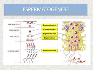 ESPERMATOGÊNESE
 