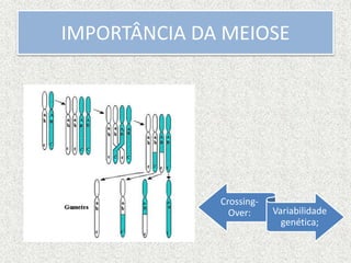 IMPORTÂNCIA DA MEIOSE
Crossing-
Over: Variabilidade
genética;
 