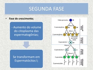 SEGUNDA FASE
• Fase de crescimento;
- Aumento do volume
do citoplasma das
espermatogônias;
Se transformam em
Espermatócitos I;
 