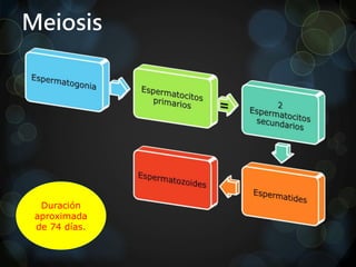Meiosis
Duración
aproximada
de 74 días.
 