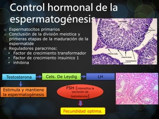 Control hormonal de la
espermatogénesis
o Espermatocitos primarios
o Conclusión de la división meiotica y
primeras etapas de la maduración de la
espermatide
o Reguladores paracrinos:
• Factor de crecimiento transformador
• Factor de crecimiento insuinico 1
• inhibina
Cels. De Leydig LH
Estimula y mantiene
la espermatogénesis
FSH (intensifica la
secreción de
testosterona)
Fecundidad optima.
Testosterona
 