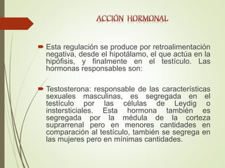  Esta regulación se produce por retroalimentación
negativa, desde el hipotálamo, el que actúa en la
hipófisis, y finalmente en el testículo. Las
hormonas responsables son:
 Testosterona: responsable de las características
sexuales masculinas, es segregada en el
testículo por las células de Leydig o
instersticiales. Esta hormona también es
segregada por la médula de la corteza
suprarrenal pero en menores cantidades en
comparación al testículo, también se segrega en
las mujeres pero en mínimas cantidades.
 