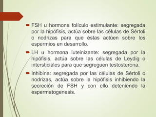  FSH u hormona folículo estimulante: segregada
por la hipófisis, actúa sobre las células de Sértoli
o nodrizas para que éstas actúen sobre los
espermios en desarrollo.
 LH u hormona luteinizante: segregada por la
hipófisis, actúa sobre las células de Leydig o
intersticiales para que segreguen testosterona.
 Inhibina: segregada por las células de Sértoli o
nodrizas, actúa sobre la hipófisis inhibiendo la
secreción de FSH y con ello deteniendo la
espermatogenesis.
 
