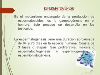 Es el mecanismo encargado de la producción de
espermatozoides; es la gametogénesis en el
hombre. Este proceso se desarrolla en los
testículos.
La espermatogénesis tiene una duración aproximada
de 64 a 75 días en la especie humana. Consta de
3 fases o etapas: fase proliferativa, meiosis o
espermatocitogénesis, y espermiogénesis o
espermiohistogénesis.
 