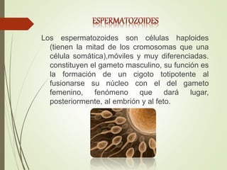 Los espermatozoides son células haploides
(tienen la mitad de los cromosomas que una
célula somática),móviles y muy diferenciadas.
constituyen el gameto masculino, su función es
la formación de un cigoto totipotente al
fusionarse su núcleo con el del gameto
femenino, fenómeno que dará lugar,
posteriormente, al embrión y al feto.
 