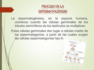 La espermatogénesis, en la especie humana,
comienza cuando las células germinales de los
túbulos seminíferos de los testículos se multiplican.
Estas células germinales dan lugar a células madre de
los espermatogonios, a partir de las cuales surgen
las células espermatogonias tipo A.
 
