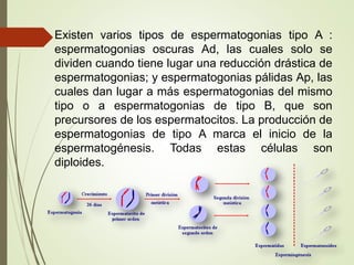 Existen varios tipos de espermatogonias tipo A :
espermatogonias oscuras Ad, las cuales solo se
dividen cuando tiene lugar una reducción drástica de
espermatogonias; y espermatogonias pálidas Ap, las
cuales dan lugar a más espermatogonias del mismo
tipo o a espermatogonias de tipo B, que son
precursores de los espermatocitos. La producción de
espermatogonias de tipo A marca el inicio de la
espermatogénesis. Todas estas células son
diploides.
 