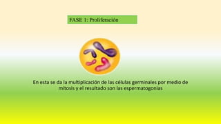 En esta se da la multiplicación de las células germinales por medio de
mitosis y el resultado son las espermatogonias
FASE 1: Proliferación
 