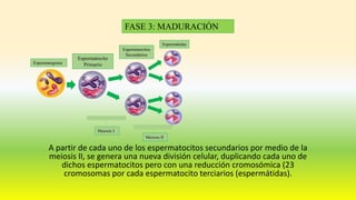 A partir de cada uno de los espermatocitos secundarios por medio de la
meiosis II, se genera una nueva división celular, duplicando cada uno de
dichos espermatocitos pero con una reducción cromosómica (23
cromosomas por cada espermatocito terciarios (espermátidas).
FASE 3: MADURACIÓN
Espermatogonia
Espermatocito
Primario
Meiosis I
Espermatocitos
Secundarios
Espermátidas
Meiosis II
 