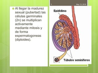May 13, 20163
 Al llegar la madurez
sexual (pubertad) las
células germinales
(2n) se multiplican
activamente
mediante mitosis y
de forma
espermatogoneas
(diploides).
 
