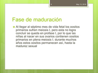 Fase de maduración
 Al llegar al séptimo mes de vida fetal los oositos
primarios sufren meiosis I, pero esta no logra
concluir se queda en profase I, por lo que las
niñas al nacer en sus ovarios contienen oositos
primarios en plena meiosis I. durante muchos
años estos oositos permanecen así, hasta la
madurez sexual
May 13, 20168
 