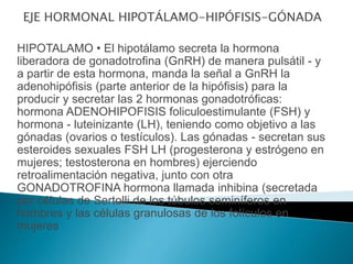 EJE HORMONAL HIPOTÁLAMO-HIPÓFISIS-GÓNADA
HIPOTALAMO • El hipotálamo secreta la hormona
liberadora de gonadotrofina (GnRH) de manera pulsátil - y
a partir de esta hormona, manda la señal a GnRH la
adenohipófisis (parte anterior de la hipófisis) para la
producir y secretar las 2 hormonas gonadotróficas:
hormona ADENOHIPOFISIS foliculoestimulante (FSH) y
hormona - luteinizante (LH), teniendo como objetivo a las
gónadas (ovarios o testículos). Las gónadas - secretan sus
esteroides sexuales FSH LH (progesterona y estrógeno en
mujeres; testosterona en hombres) ejerciendo
retroalimentación negativa, junto con otra
GONADOTROFINA hormona llamada inhibina (secretada
por células de Sertolli de los túbulos seminíferos en
hombres y las células granulosas de los folículos en
mujeres
 