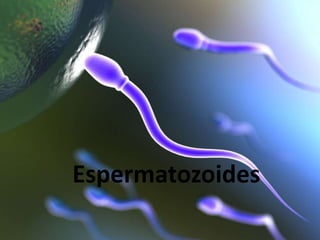 Espermatozoides
 