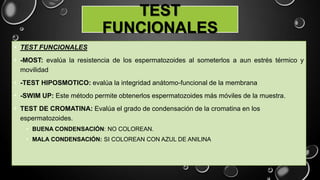 TEST
FUNCIONALES
• TEST FUNCIONALES
• -MOST: evalúa la resistencia de los espermatozoides al someterlos a aun estrés térmico y
movilidad
• -TEST HIPOSMOTICO: evalúa la integridad anátomo-funcional de la membrana
• -SWIM UP: Este método permite obtenerlos espermatozoides más móviles de la muestra.
• TEST DE CROMATINA: Evalúa el grado de condensación de la cromatina en los
espermatozoides.
• BUENA CONDENSACIÓN: NO COLOREAN.
• MALA CONDENSACIÓN: SI COLOREAN CON AZUL DE ANILINA
 