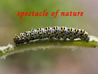 spectacle of nature 