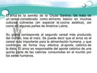 El arroz es  la  semilla  de  la  Oryza  Santiva.  Se  trata  de 
un cereal considerado  como alimento  básico  en  muchas 
culturas  culinarias  (en  especial  la cocina  asiática),  así 
como en algunas partes de América Latina. 

Su  grano  corresponde  al  segundo  cereal  más  producido 
del mundo, tras el maíz. Se puede decir que el arroz es el 
cereal más importante para la alimentación humana, y que 
contribuye  de  forma  muy  efectiva  al aporte  calórico de 
la dieta. El arroz es responsable del aporte calórico de una 
quinta  parte  de  las  calorías  consumidas  en  el  mundo  por 
los seres humanos. 
 
