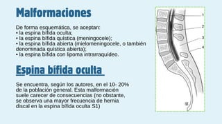 Malformaciones
De forma esquemática, se aceptan:
• la espina bífida oculta;
• la espina bífida quística (meningocele);
• la espina bífida abierta (mielomeningocele, o también
denominada quística abierta);
• la espina bífida con lipoma intrarraquídeo.
Espina bífida oculta
Se encuentra, según los autores, en el 10- 20%
de la población general. Esta malformación
suele carecer de consecuencias (no obstante,
se observa una mayor frecuencia de hernia
discal en la espina bífida oculta S1)
 