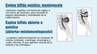 Espina bífida quística: meningocele
«Quística» significa «en forma de vejiga» o
«en forma de vesícula», para recordar el
aspecto abombado y redondeado de la
malformación.
Espina bífida abierta o
quística
(abierta=mielomeningocele)
La palabra mielomeningocele se compone de
«mielo» (médula), «meningo» (meninges) y
«cele» (hernia), lo que significa «hernia de la
médula y las meninges».
 