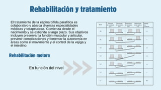 Rehabilitación motora
Rehabilitación y tratamiento
El tratamiento de la espina bífida paralítica es
colaborativo y abarca diversas especialidades
médicas y terapéuticas. Comienza desde el
nacimiento y se extiende a largo plazo. Sus objetivos
incluyen preservar la función muscular y articular,
prevenir complicaciones y fomentar la autonomía en
áreas como el movimiento y el control de la vejiga y
el intestino.
En función del nivel
L5
L4
L3
L2
L1
S2
S1
Nivel
Flexores
de la cadera
(L1)
Aductores
de la cadera
(L2)
Extensores
de la cadera
(S1)
Abductores
de la cadera
(L5)
0
+
+
++
++
0/+
+++
Riesgo
de
luxación
 