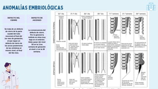 DEFECTO DEL
CIERRE
DEFECTO DE
ASCENSO
Se trata de un defecto
de cierre de la parte
caudal del tubo
neuronal al final del
1er mes de gestación,
al que sigue un
defecto de cierre de
los arcos posteriores
de las vértebras al
mismo nivel, al final
del 5to mes.
La consecuencia del
defecto de cierre.
Por lo general la
médula se situa muy
baja en el embrión.
Debe pasar del nivel
S5 en la 11va
semana de gesación
al nivel L1 en la 38
semana.
Anomalías embriológicas
 