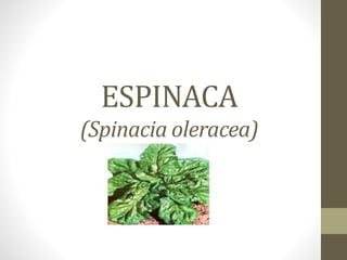 ESPINACA
(Spinacia oleracea)
 