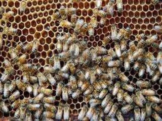 Es pinaret power point