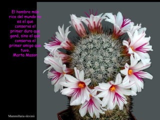 Mammillaria slevinii El hombre más rico del mundo no es el que conserva el primer duro que ganó, sino el que conserva el primer amigo que tuvo. Marta Mason  